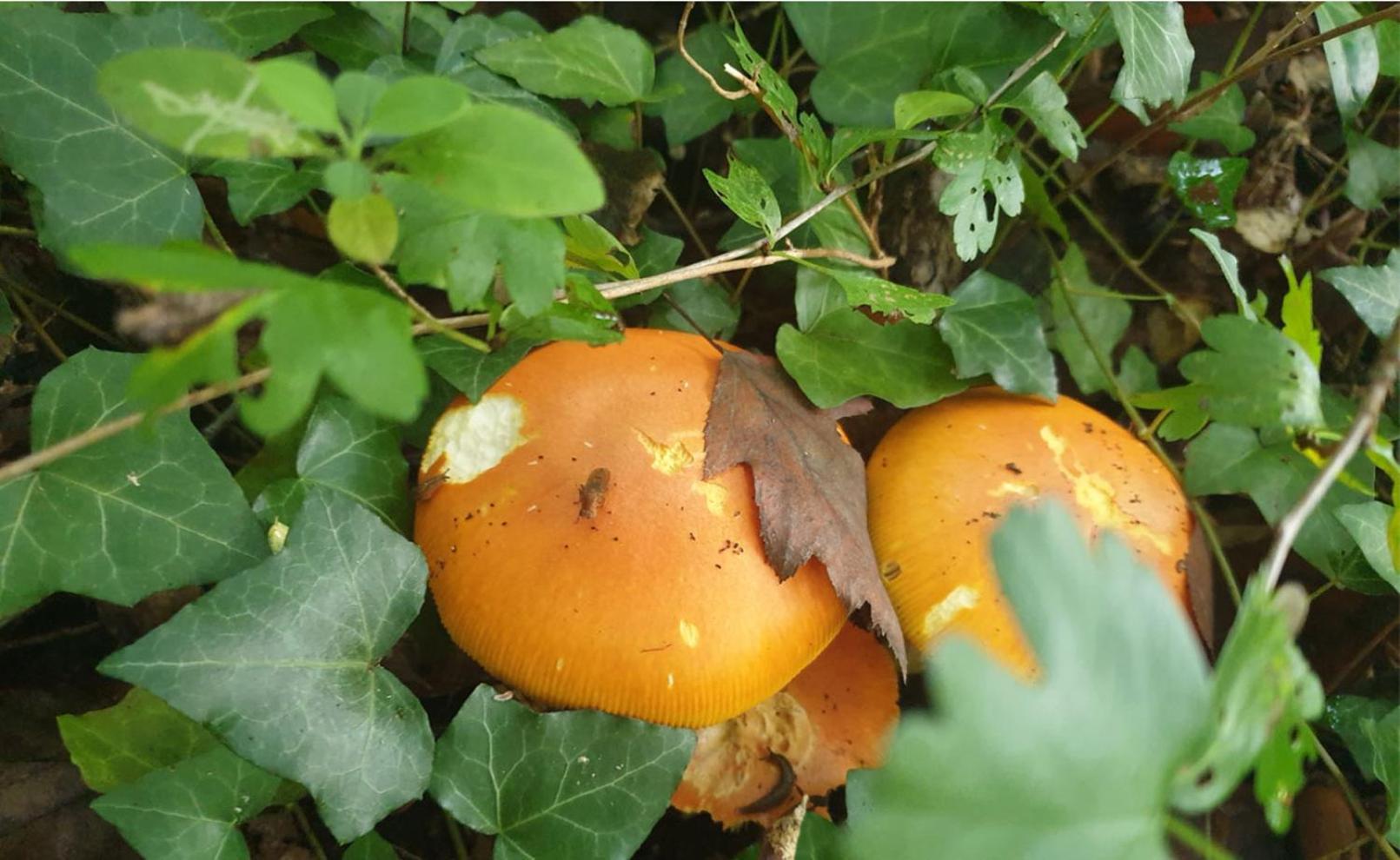 Seuls En Pleine Nature - Gite La Cote Blanche Puygaillard-de-Quercy Buitenkant foto